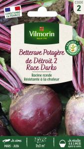 Betterave de Détroit 2 race Darko